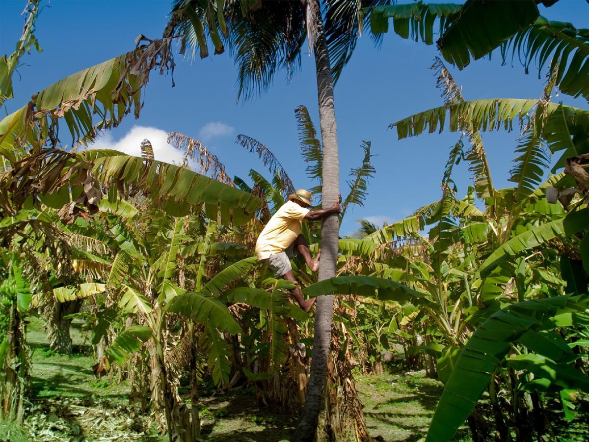 Firefly Estate Bequia Hotel Crescent Beach Eksteriør billede